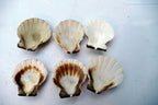 Clam Seashell Cockle Oyster Mussel SEA SHELL beach aquarium decor 1.5X1.2" small