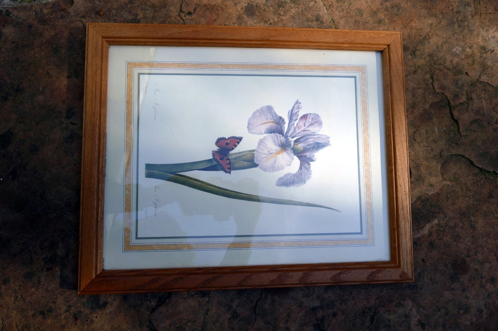 Iris and Butterfly Framed Art Print P. J. Redoute Flowers Botanical framed 8X11"