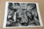 Calathea Vittata Oahu 1977 Photograph by Don Worth Greeting Card D-008 floral