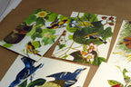 Songbirds John James Audubon Postcard Postcard unposted set of 5 lot
