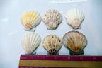 Clam Seashell Cockle Oyster Mussel SEA SHELL beach aquarium decor 2x2" small