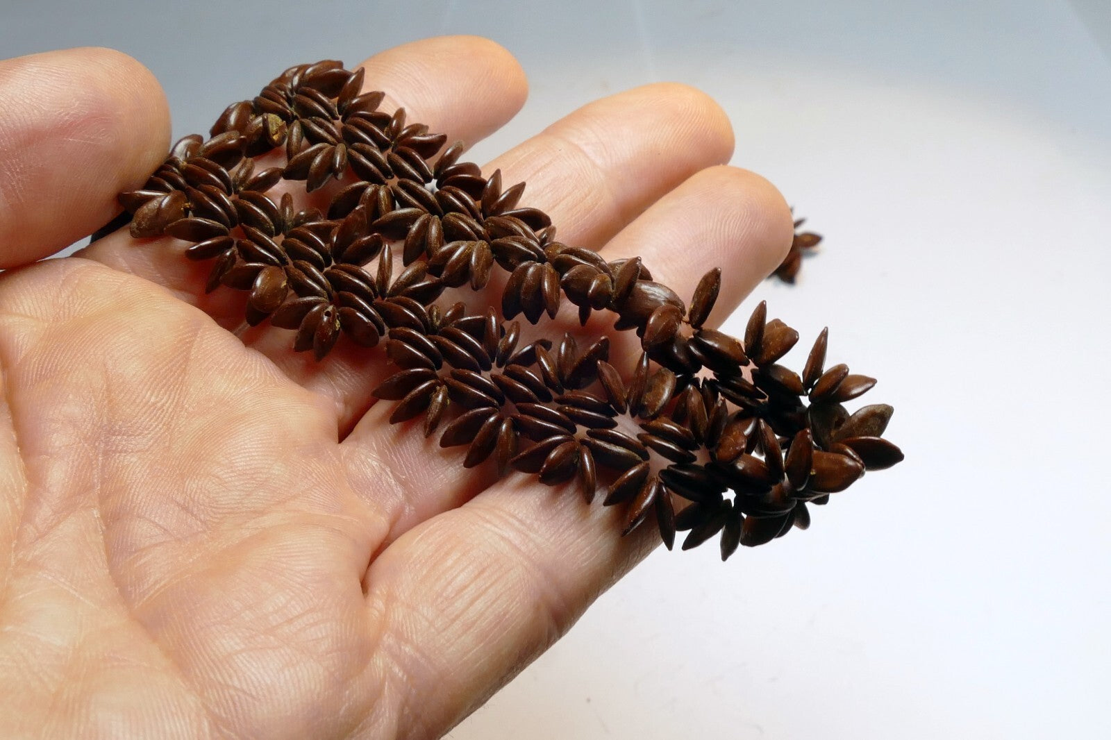 Brown Hawaiian Koa Seed Lei Single Strand Necklace 24" Boho Jewelry