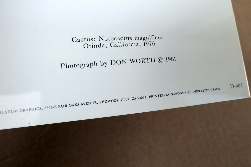 Cactus Notocactus Magnificus Photograph 1969 Don Worth Greeting Card D-002
