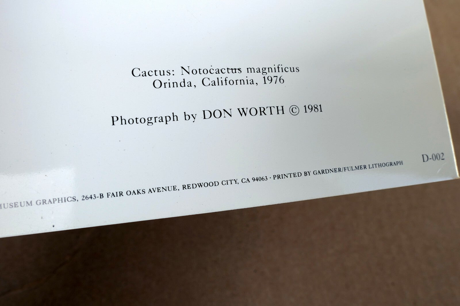 Cactus Notocactus Magnificus Photograph 1969 Don Worth Greeting Card D-002