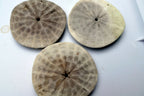 Sand dollar Shell 2.2-2.5" pacific Ocean California beach aquarium decor 