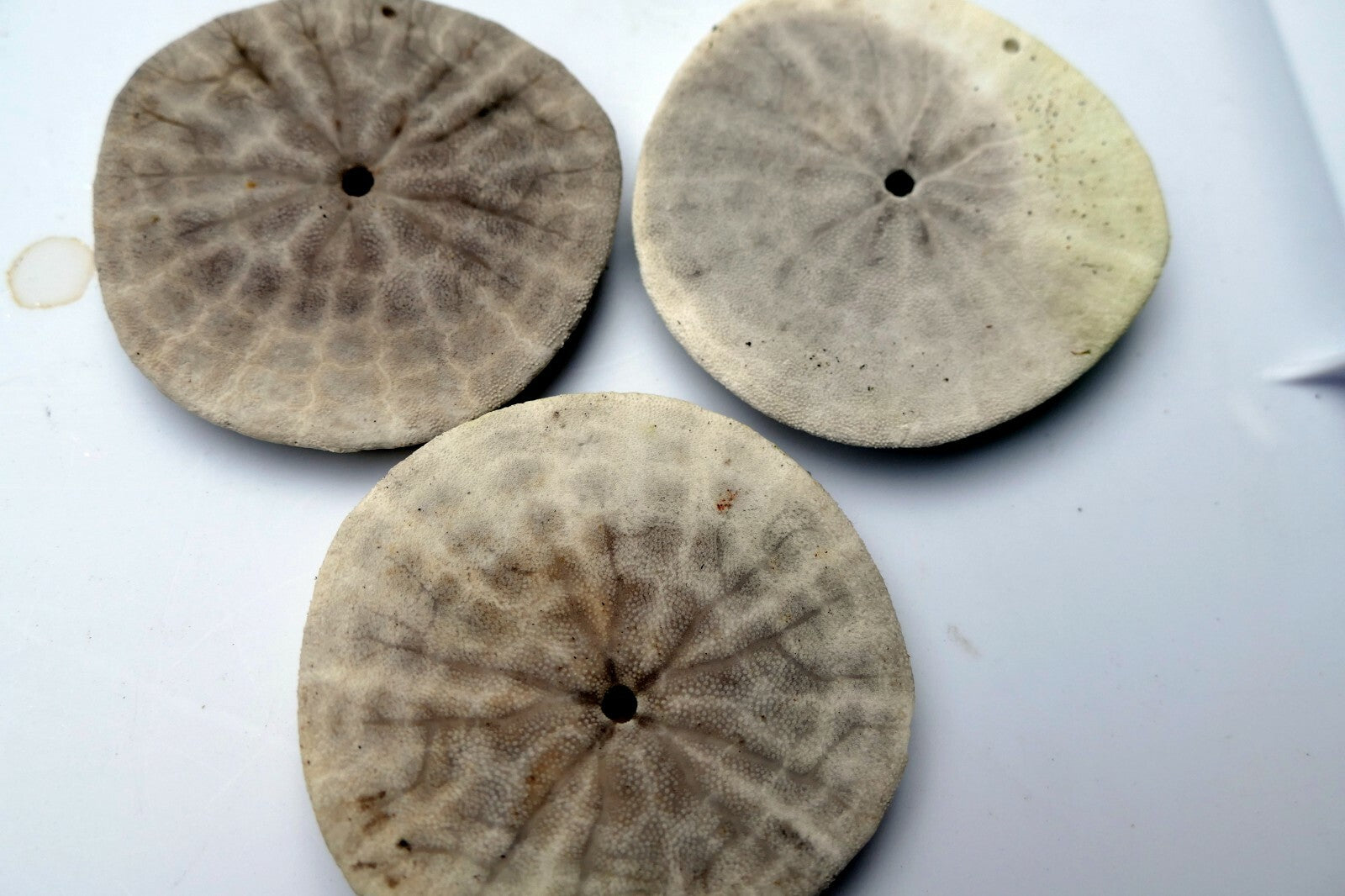 Sand dollar Shell 2.2-2.5" pacific Ocean California beach aquarium decor 