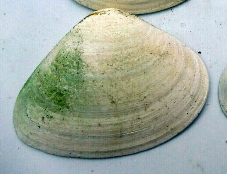 Single clam shell 4"x3" seashell from ocean large sea beach aquarium decor