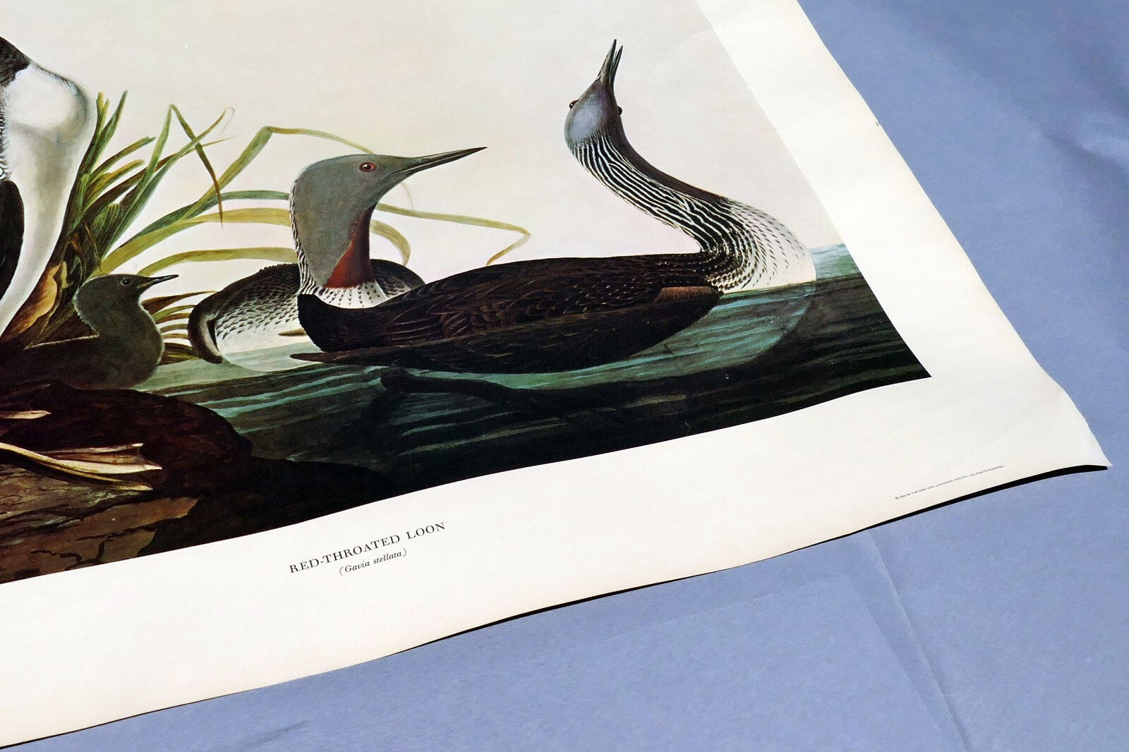 1966 Audubon Print  Red-Throoated Loon plate 132, bird print poster 20X26"