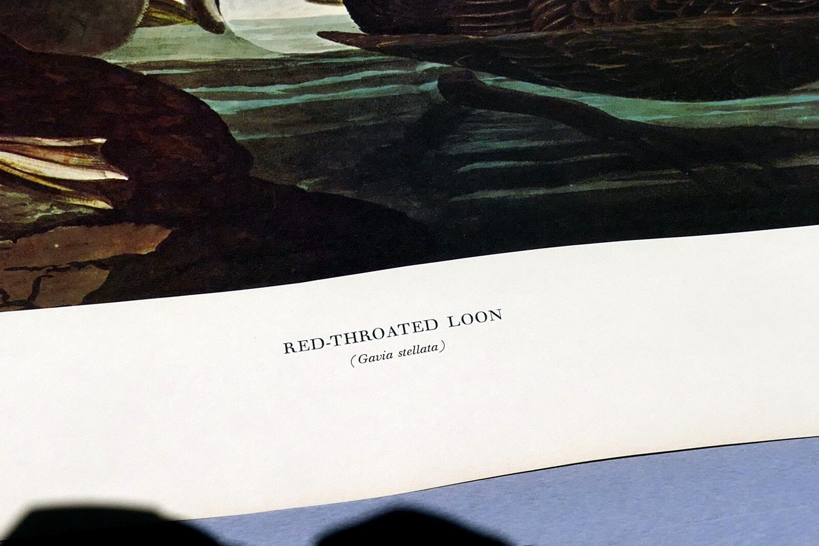 1966 Audubon Print  Red-Throoated Loon plate 132, bird print poster 20X26"