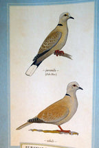 Eurasian collared dove postcard bird by david sibley   unposted , new
