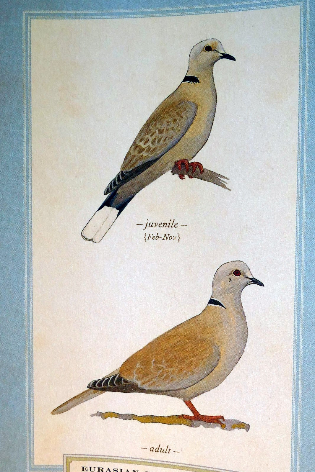 Eurasian collared dove postcard bird by david sibley   unposted , new