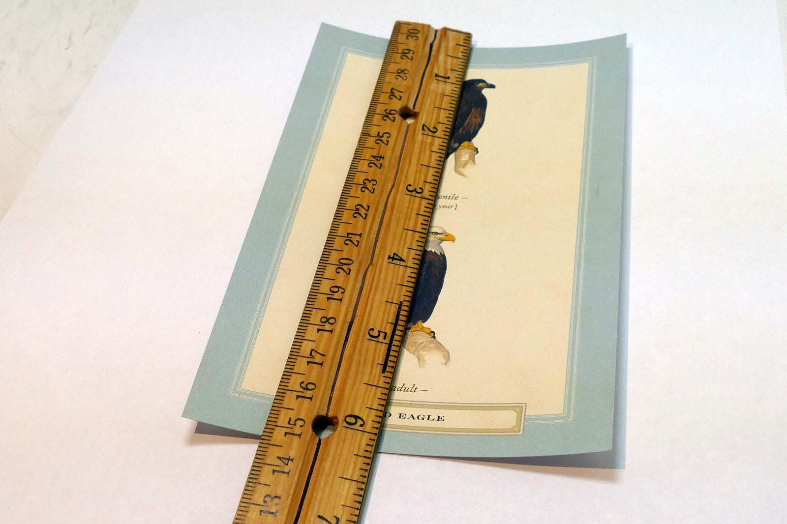 Bald Eagle Postcard Bird by David Sibley - unposted , new