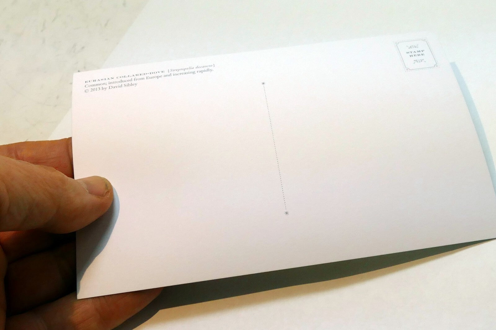 Eurasian Collared Dove Postcard Bird by David Sibley - unposted , new