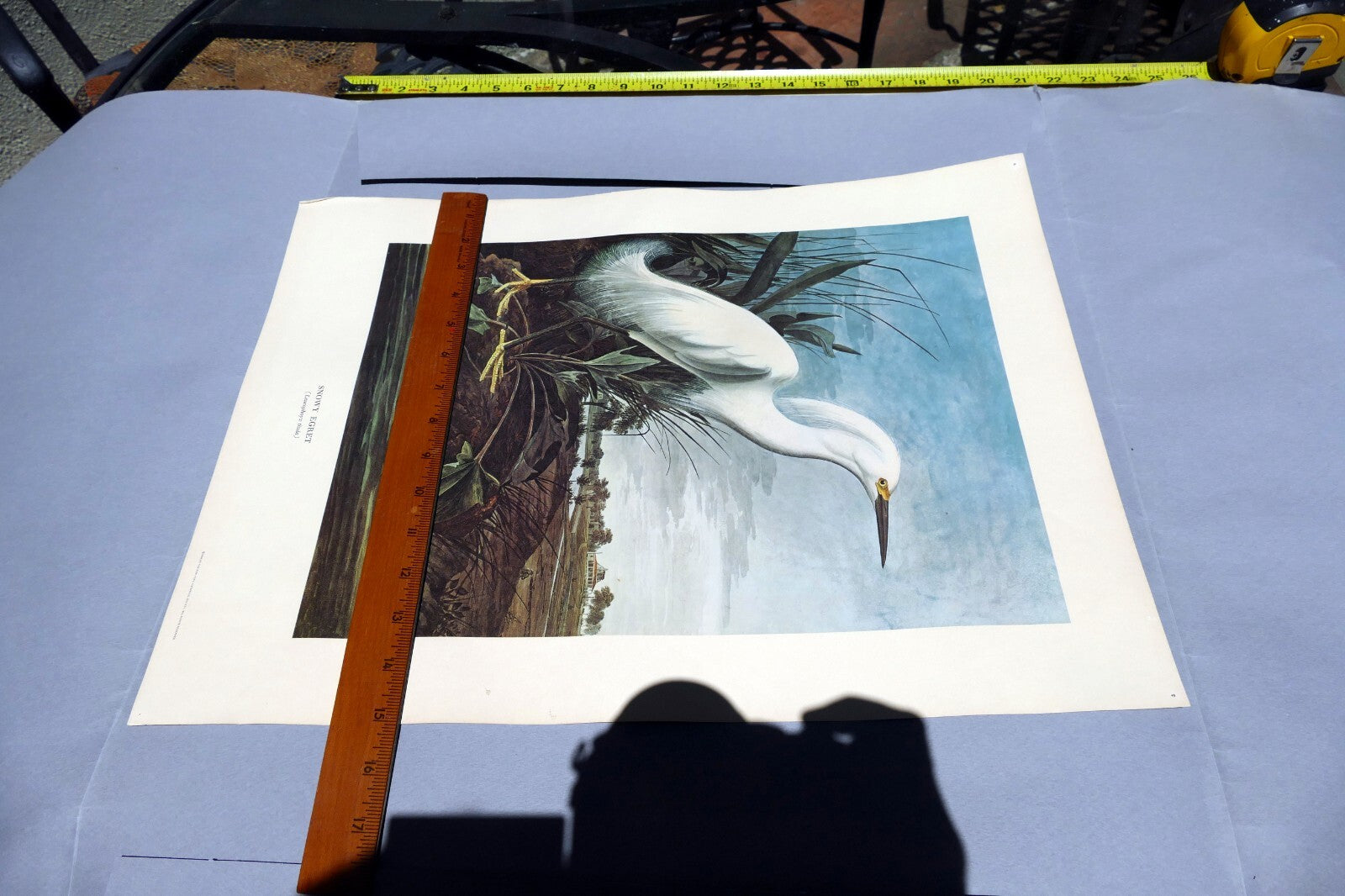 1966 Audubon Print SNOWY EGRET, bird print 15X20" medium