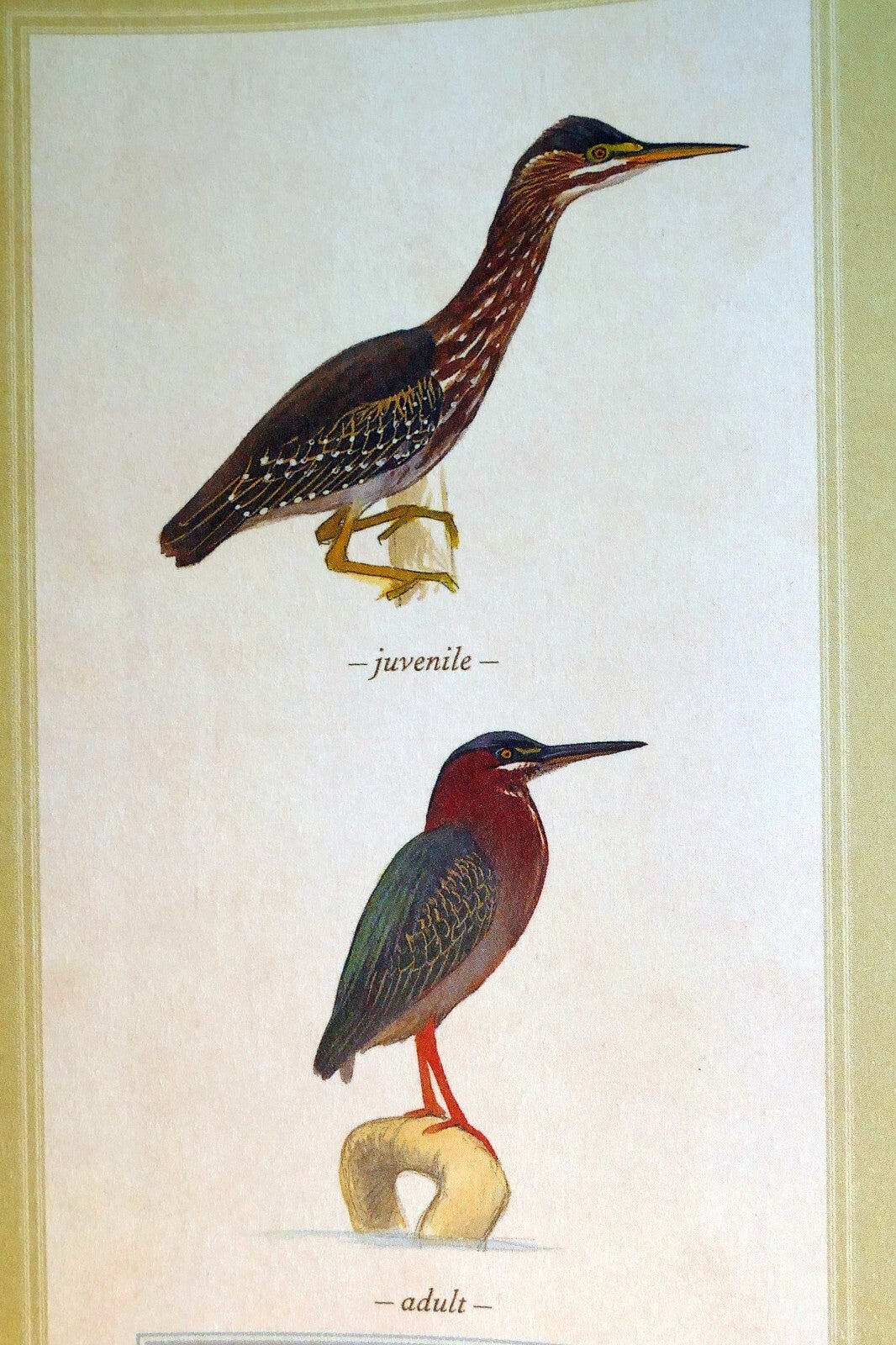 Green heron postcard bird by david sibley   unposted , new