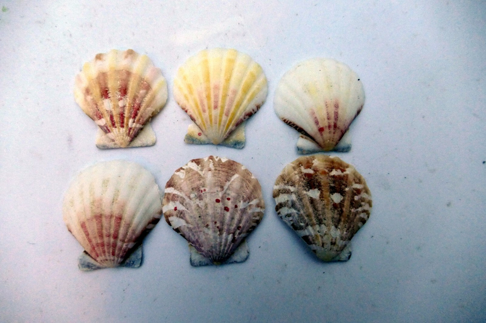 Clam Seashell Cockle Oyster Mussel SEA SHELL beach aquarium decor 1X1" small