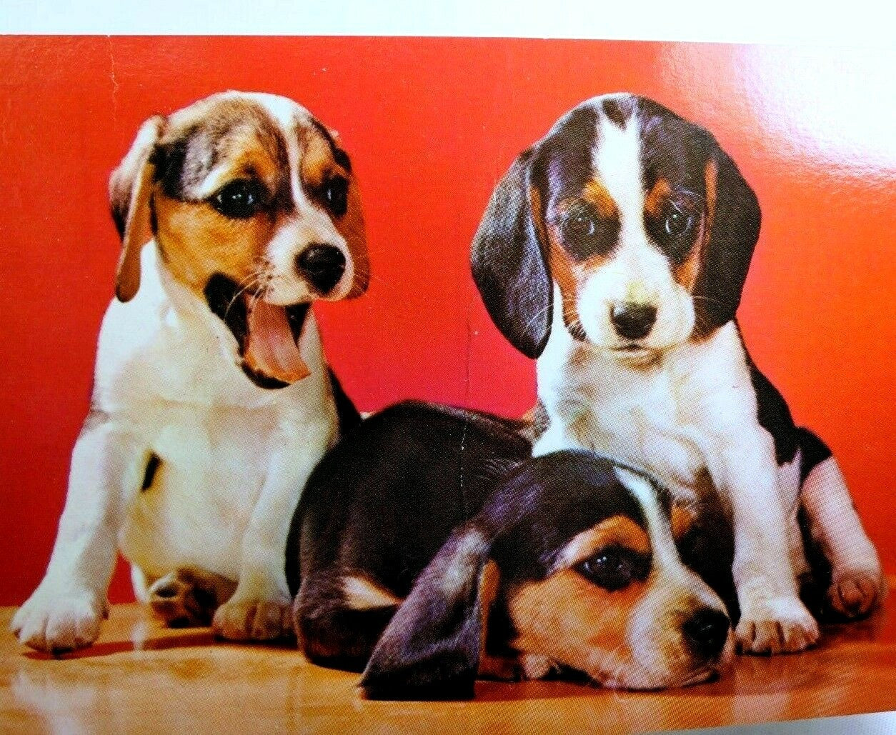 Beagle pups dog mike roberts berkeley postcards california vintage 1970's
