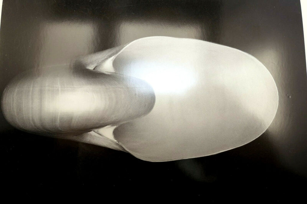 Shells 1927 1 s photograph by edward weston postcard vintage unposted ew 1