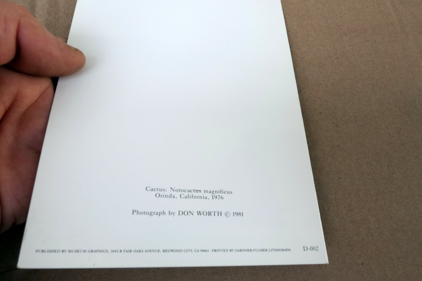 Cactus Notocactus Magnificus Photograph 1969 Don Worth Greeting Card D-002