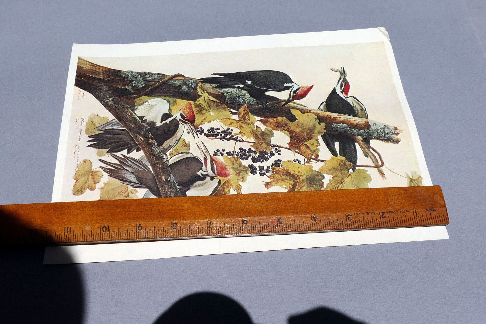 John James Audubon Folio Plate #111 Pileated Woodpecker 7X11" small 1966 reprint