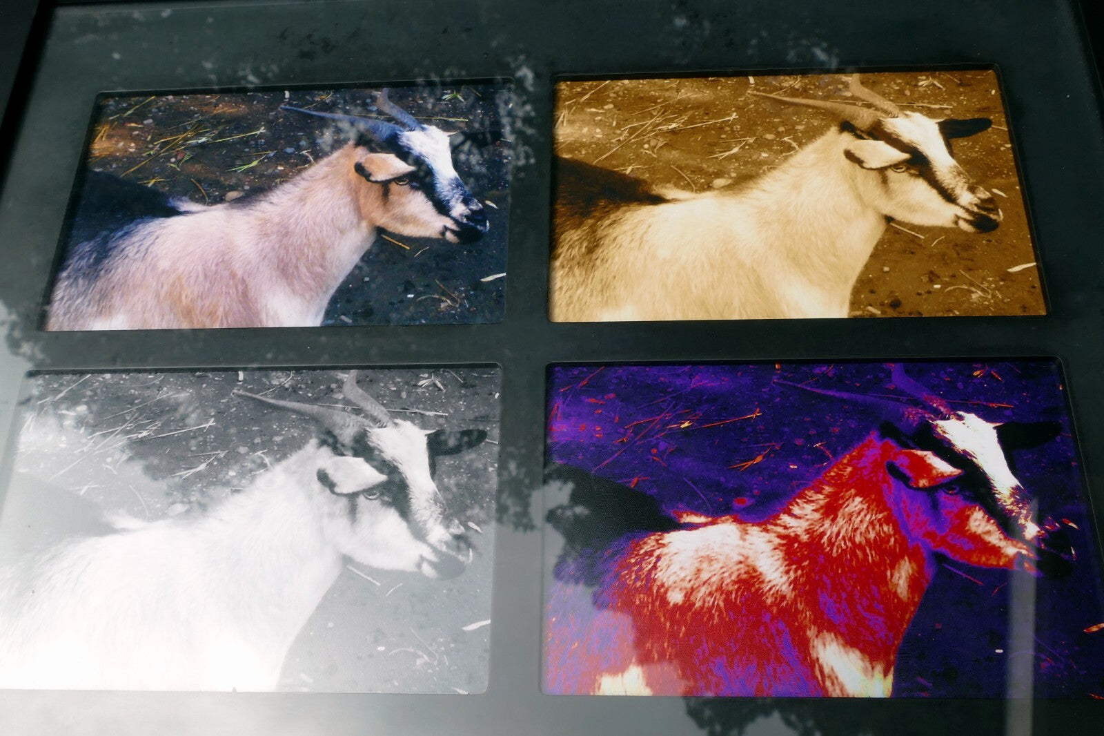 Goat photo art framed with glass 13X16" large collage animal farm pet