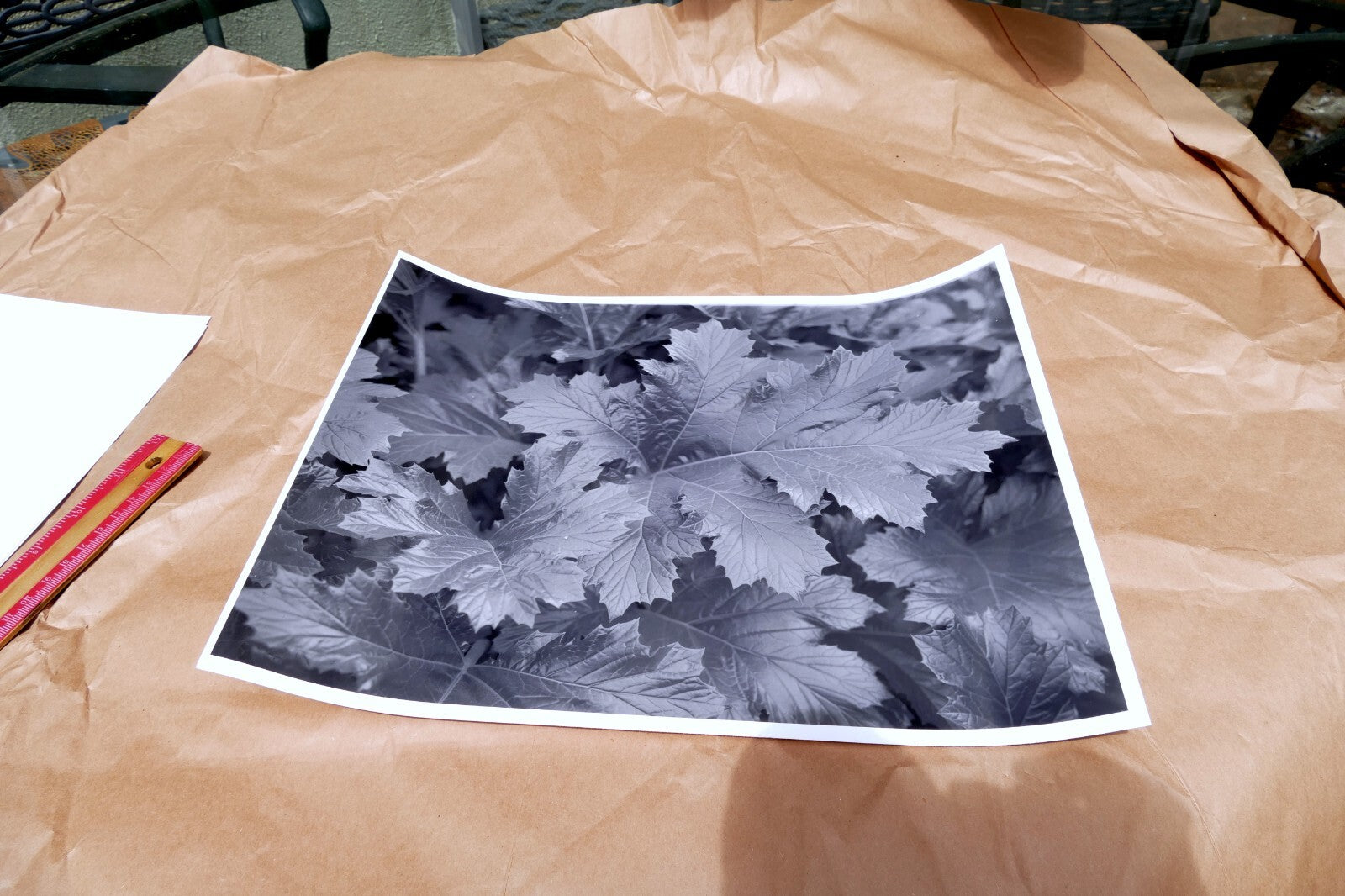 Tree Leaf  11X14" Black & white Picture Photo San Francisco USA