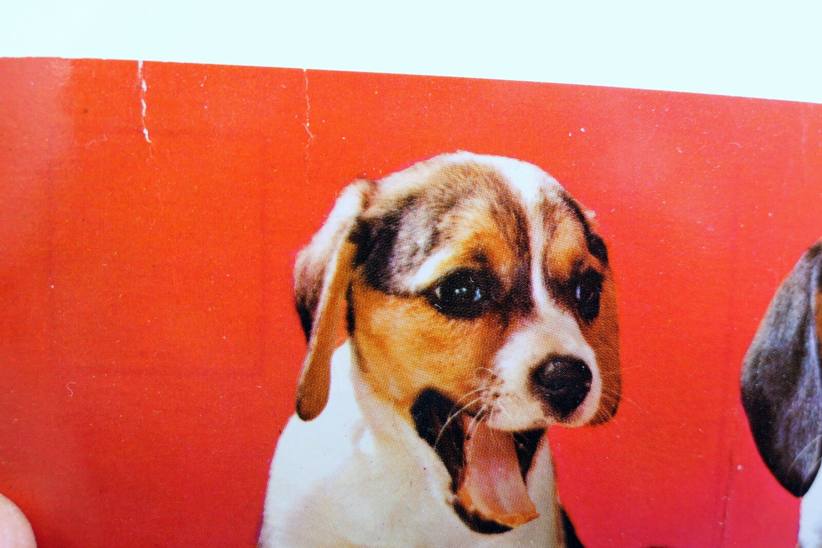 Beagle Pups Dog Mike Roberts Berkeley Postcards California vintage 1970's
