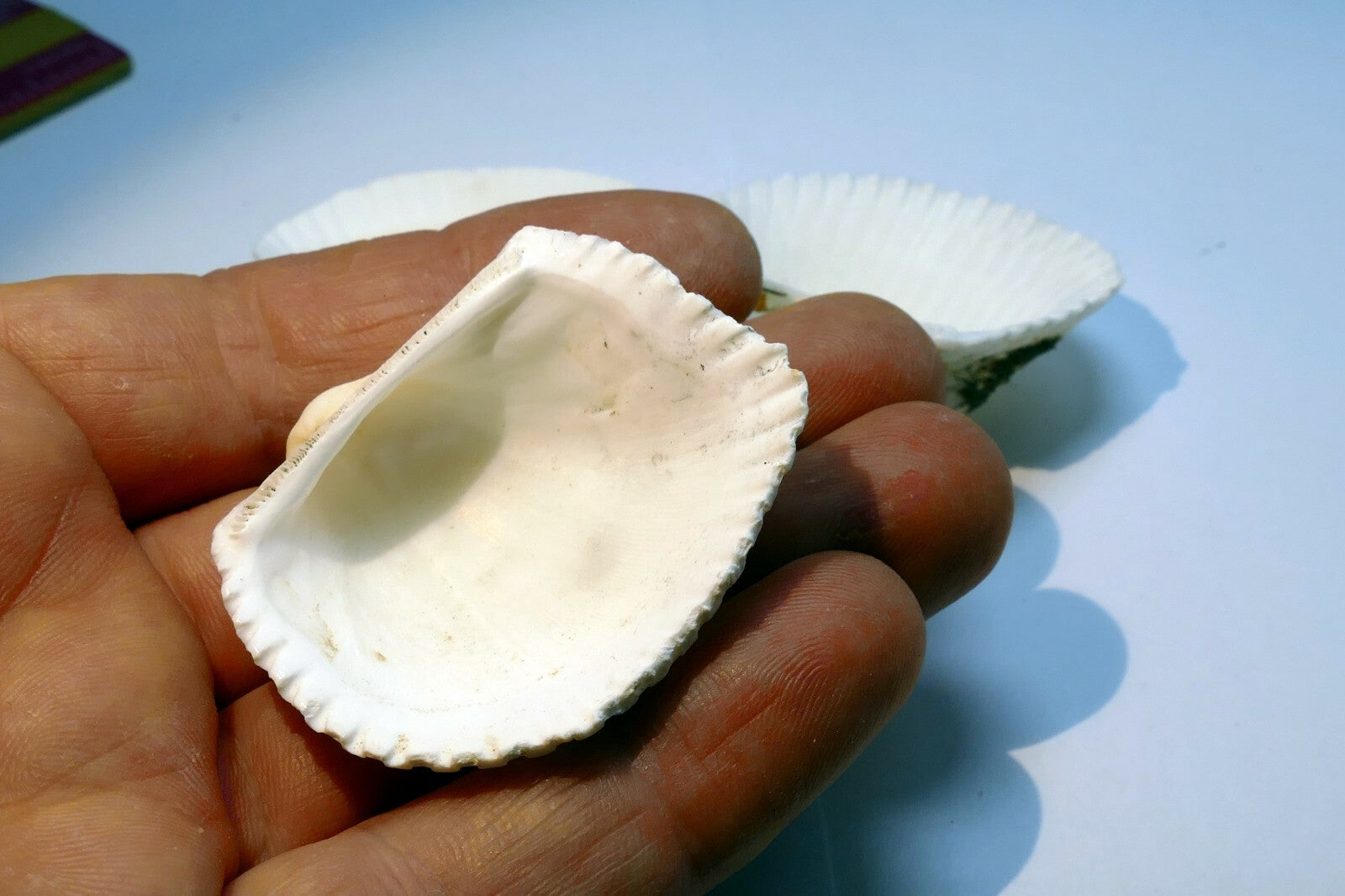 Single White Ark Shell Seashell beach decor clam medium 1.5X1.5" clam cockle sea