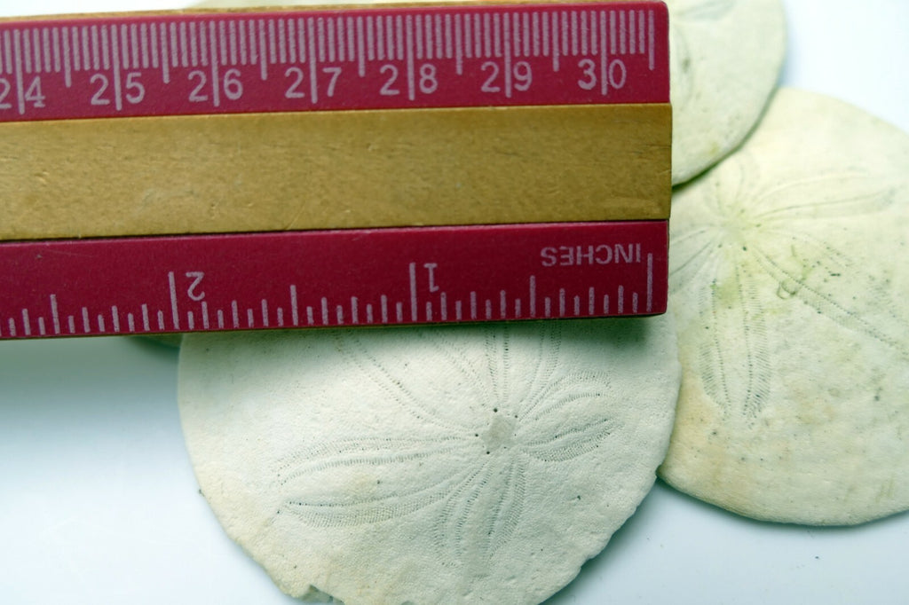 Sand dollar Shell 2-2.2" pacific Ocean California beach aquarium decor medium
