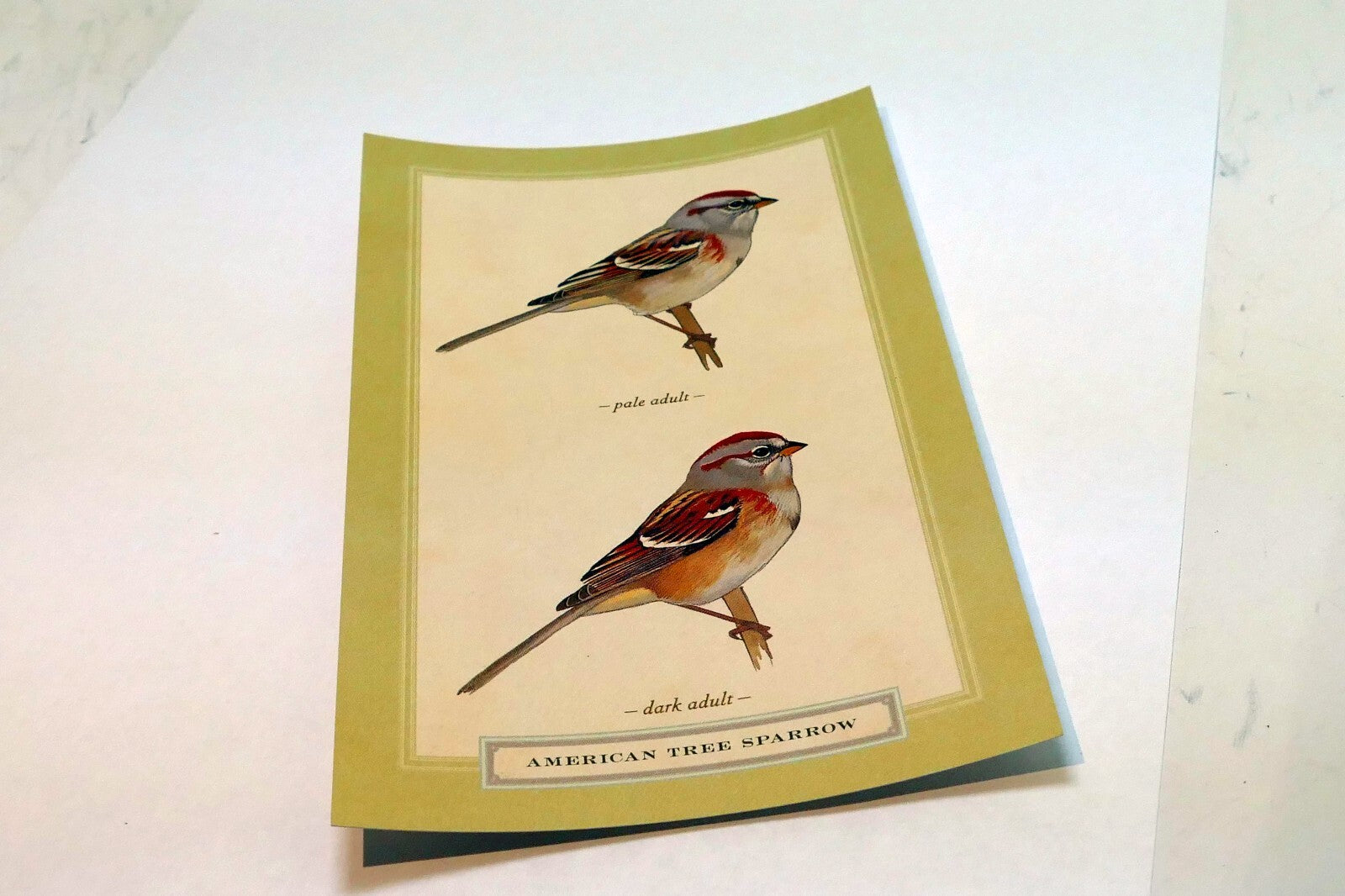American Tree Sparrow Postcard Bird by David Sibley - unposted , new