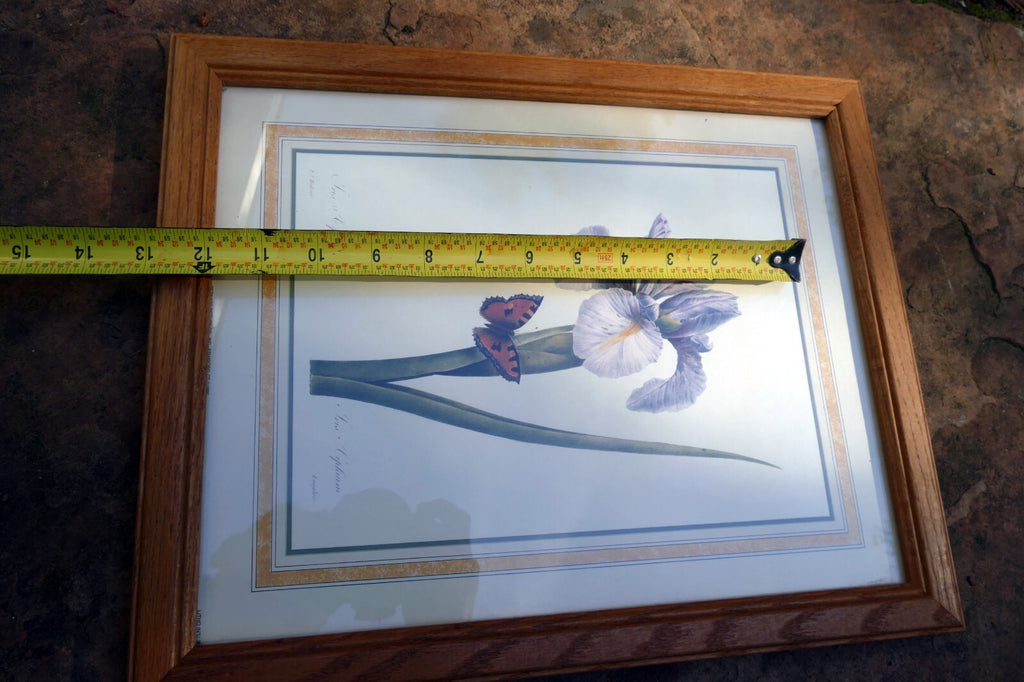 Iris and Butterfly Framed Art Print P. J. Redoute Flowers Botanical framed 8X11"
