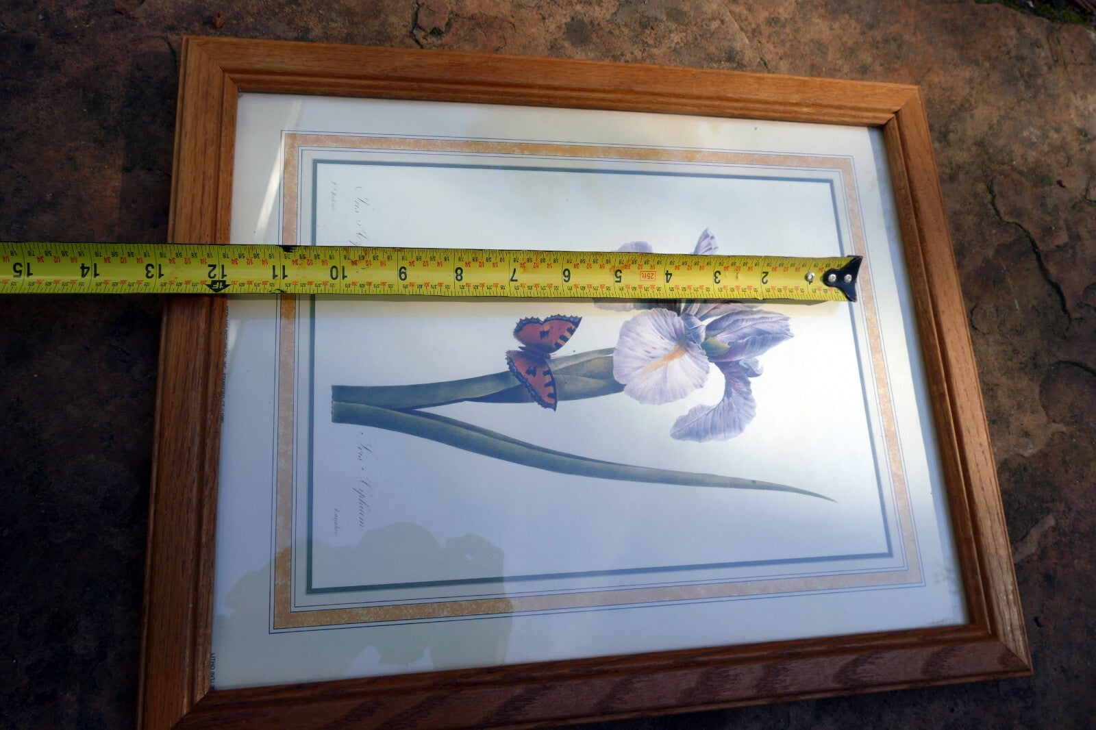 Iris and Butterfly Framed Art Print P. J. Redoute Flowers Botanical framed 8X11"