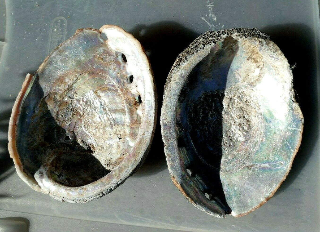 2 raw california abalone sea shell 6" large imperfect pack of two vintage