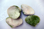 Clam Shell 2.5X2" Seashell Ocean small medium sea beach aquarium decor 