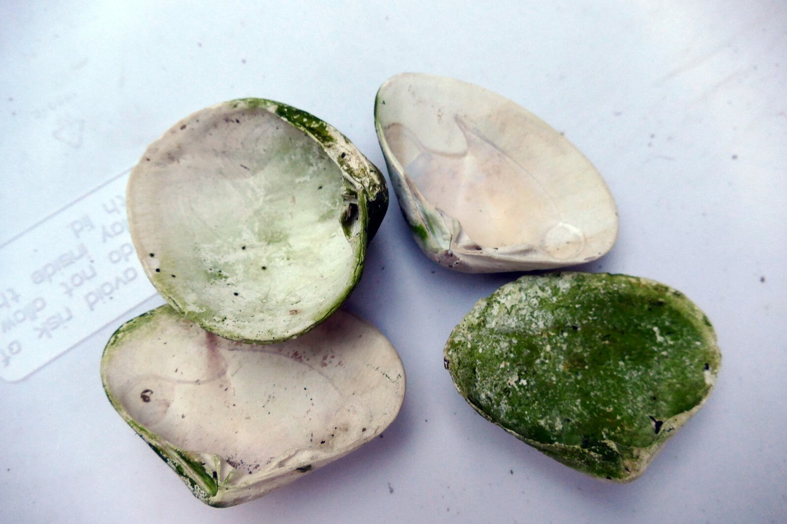 Clam Shell 2.5X2" Seashell Ocean small medium sea beach aquarium decor 