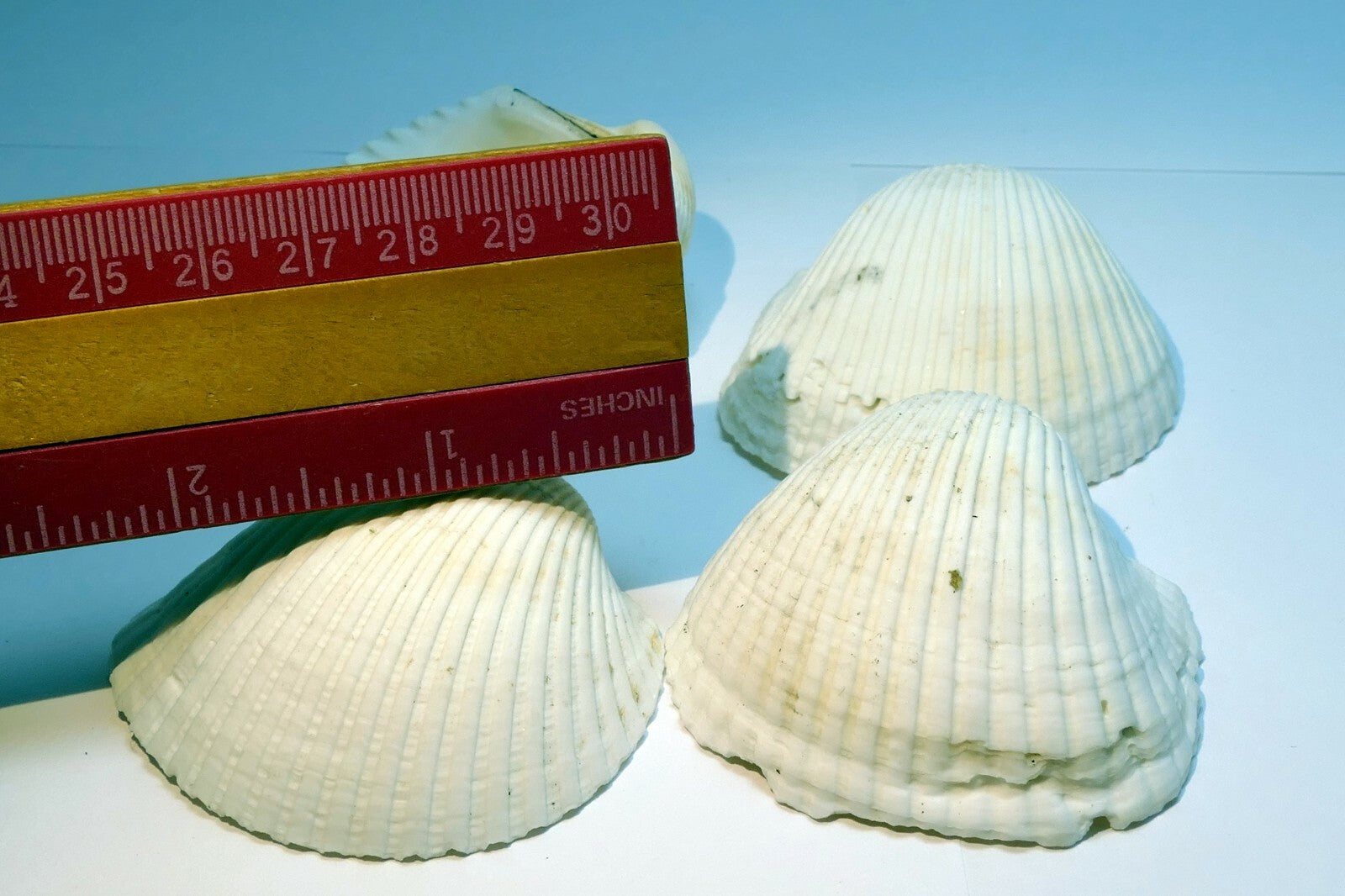 White Ark Shell Seashell beach decor clam medium 2X2" clam cockle sea