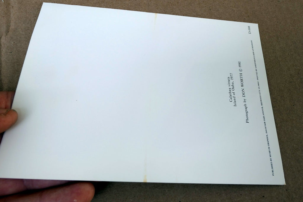 Calathea Vittata Oahu 1977 Photograph by Don Worth Greeting Card D-008 floral