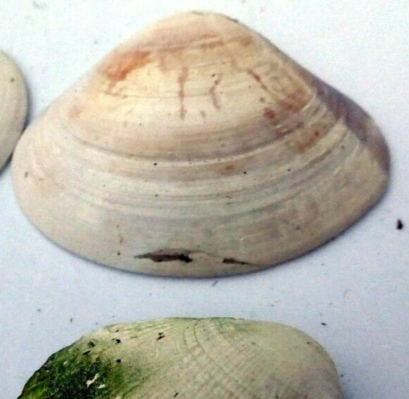 Clam shell 2x1.5" seashell small ocean sea beach aquarium decor