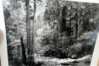 Tenaya Creek Dogwood Rain 1948 photograph by Ansel Adams POSTCARD AA-20