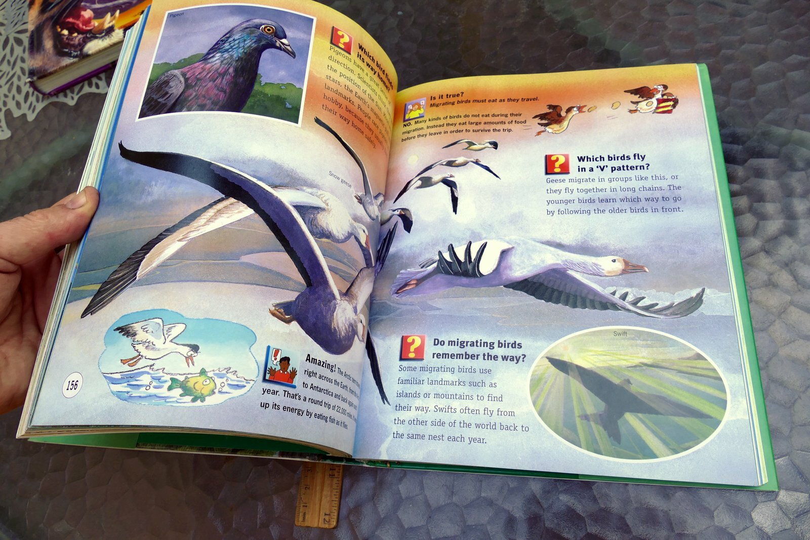 Questions and Answers Wild Wild World (Hardcover) Book Dangerous Exciting Animal