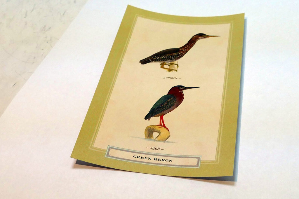 Green Heron Postcard Bird by David Sibley - unposted , new