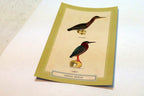 Green Heron Postcard Bird by David Sibley - unposted , new