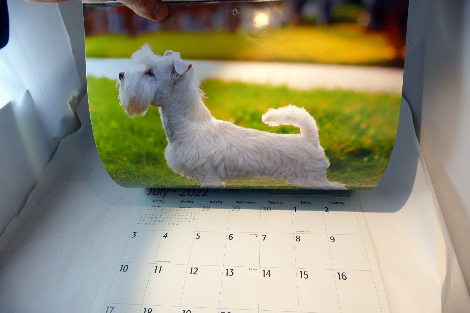 2022 Miniature Calendar puppy dog pics Red Ember family series