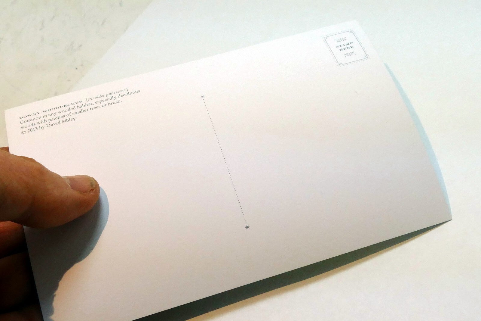 Downy Woodpecker  Postcard Bird by David Sibley - unposted , new