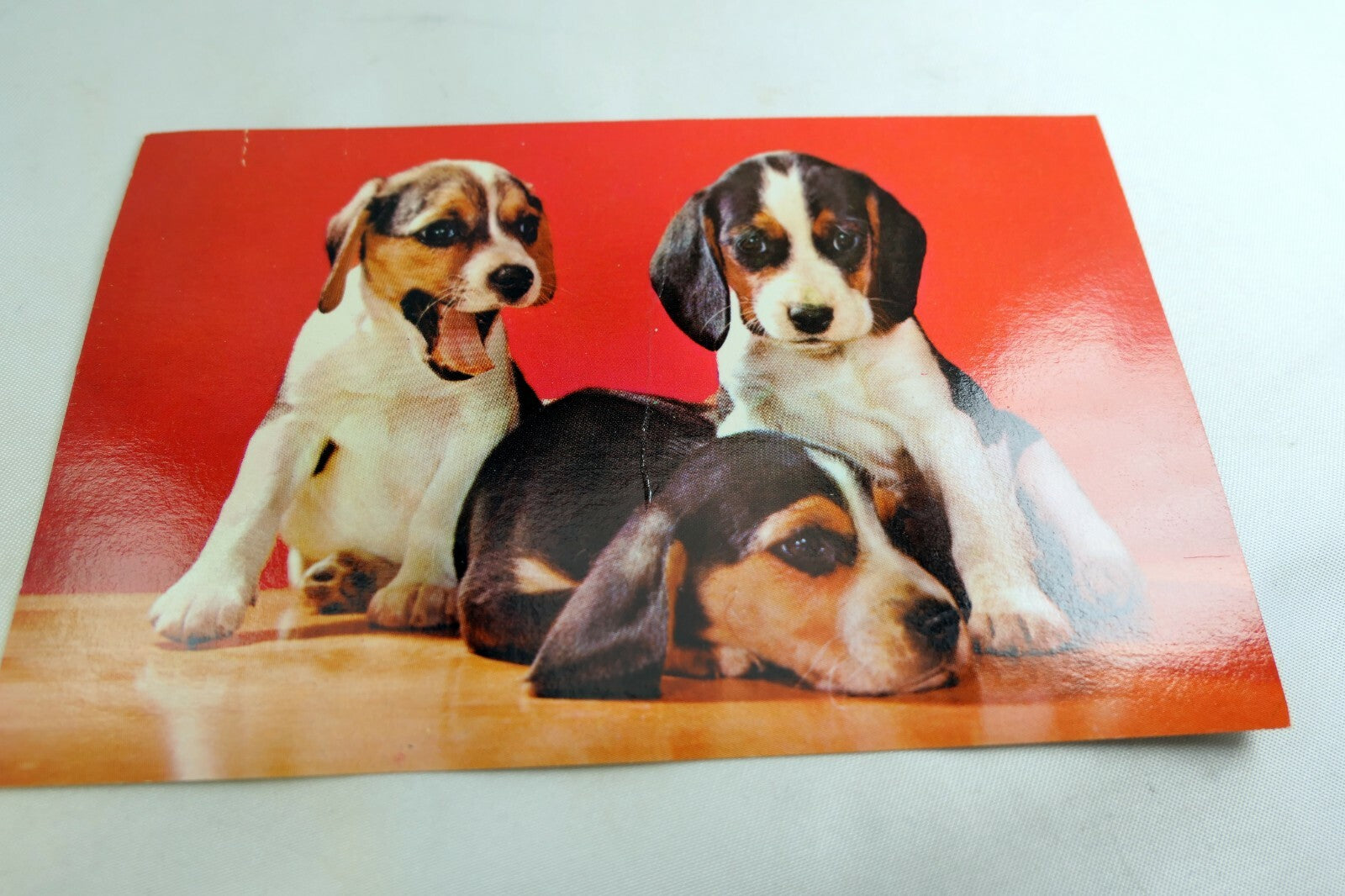 Beagle Pups Dog Mike Roberts Berkeley Postcards California vintage 1970's