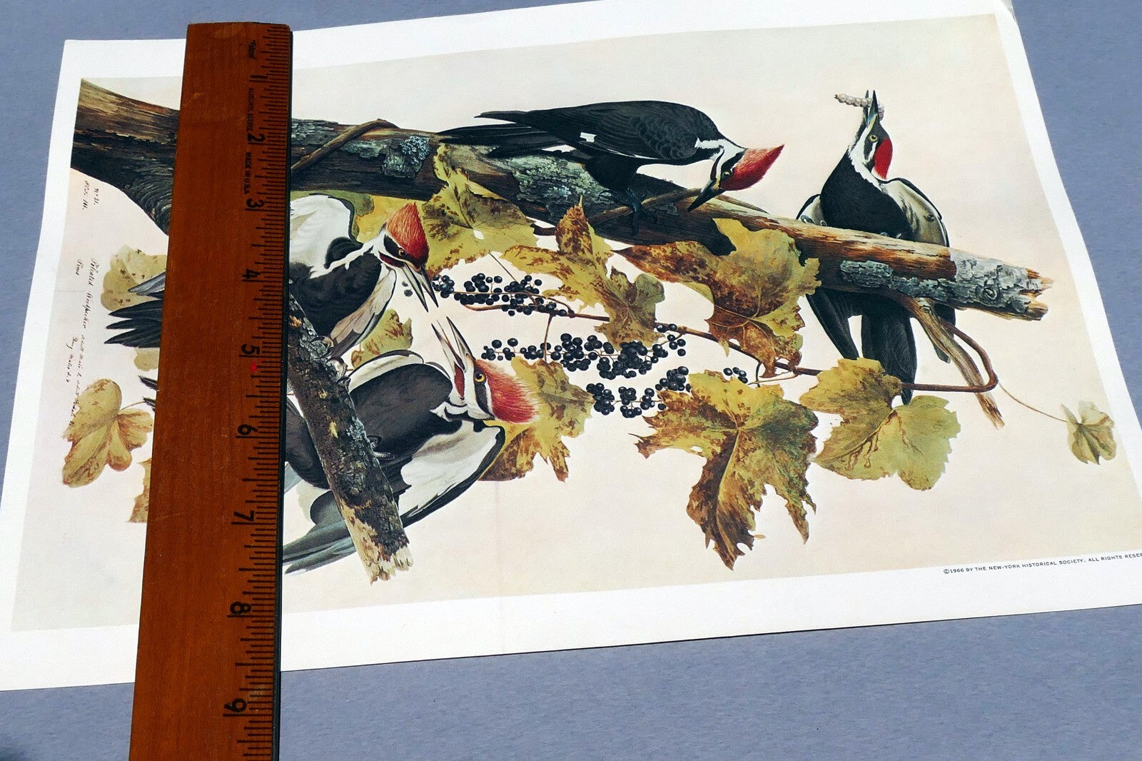 John James Audubon Folio Plate #111 Pileated Woodpecker 7X11" small 1966 reprint