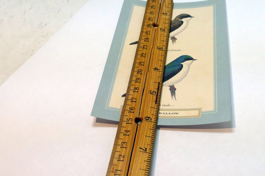 Tree Swallow   Postcard Bird by David Sibley - unposted , new