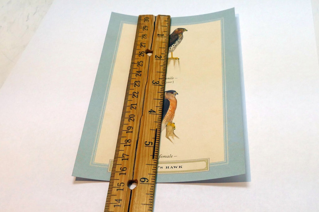 Cooper's Hawk USA  Postcard Bird by David Sibley - unposted , new