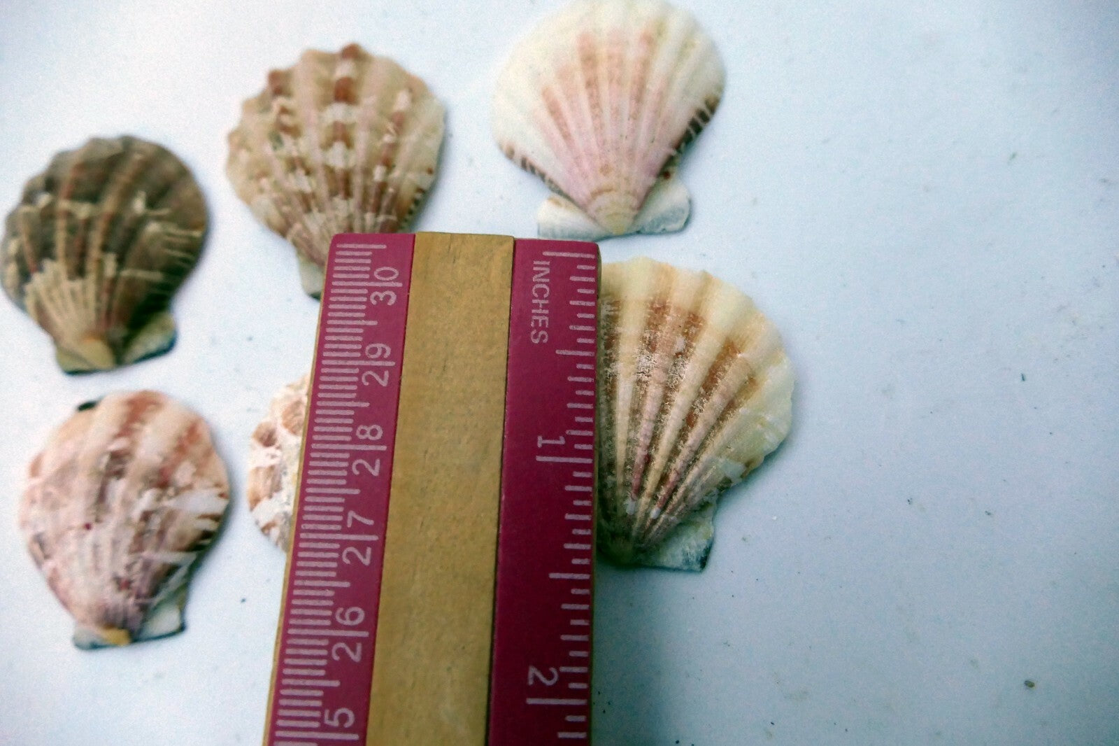 Clam Seashell Cockle Oyster Mussel SEA SHELL beach aquarium decor 1.5X1.2" small
