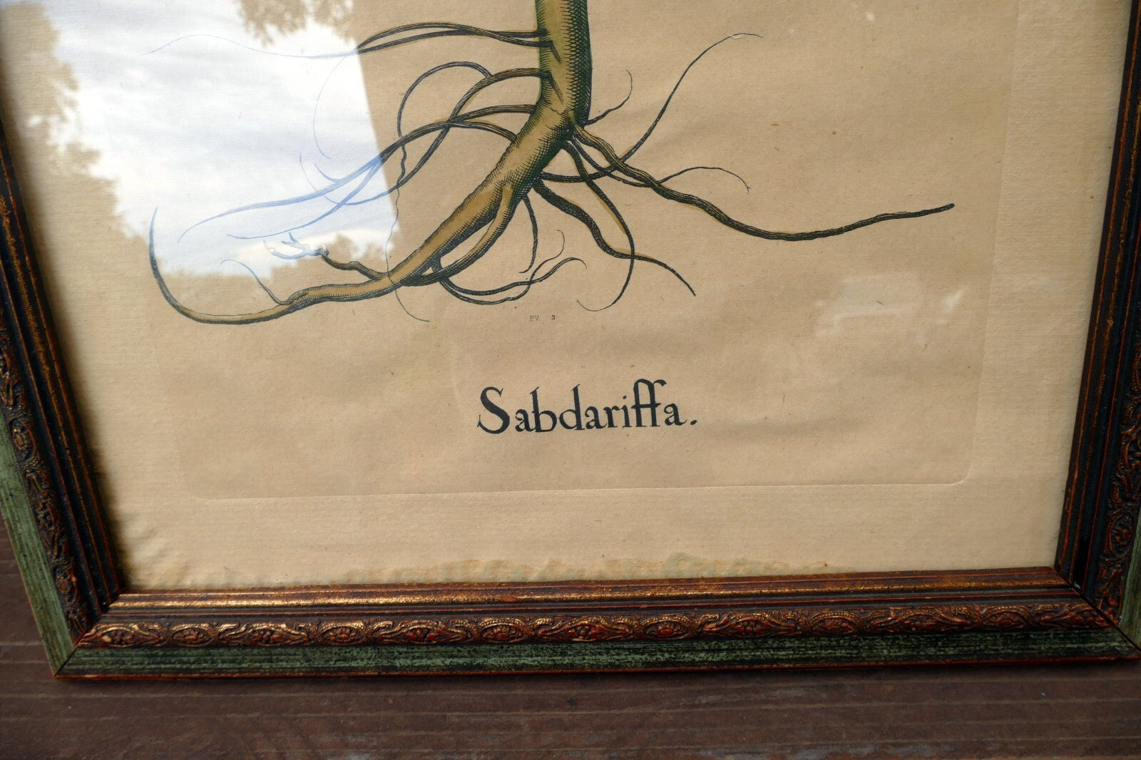 Edizioni Ponte Vecchio Sabdariffa Botanical Floral Print 14X25" Framed